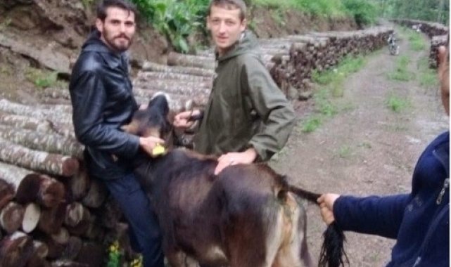 Ahırdan kaçtı, 5 gün sora 10 kilometre uzaklıkta bulundu