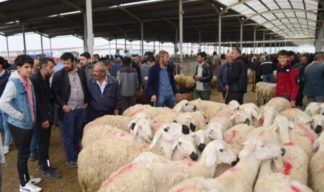 Aksaray'dan 350 bin küçükbaş kurbanlık yola çıktı