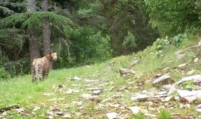 Anadolu leoparı yeniden görüntülendi; 'Efsane bu kadim topraklarda' notuyla paylaşıldı
