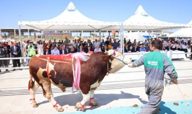 Ankara'da kurbanlıklar podyuma çıktı