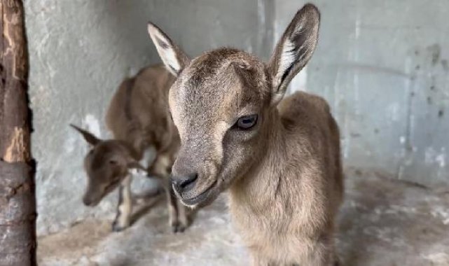 Anneleri ölen yaban keçisi yavrularına sütanne bulundu