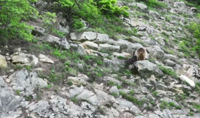 Artvin'de anne ayı yavrusunu emzirirken kameralara takıldı
