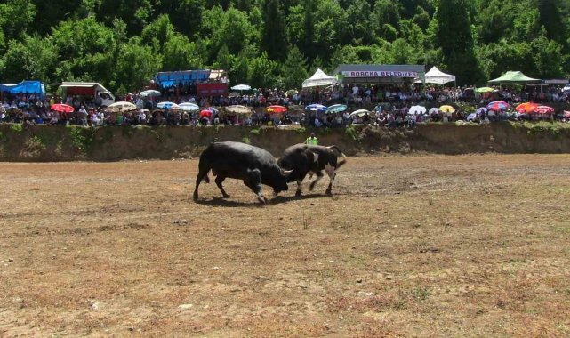 Artvin'de boğaların üstünlük mücadelesi nefes kesti