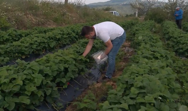 Aydın'da hasat öncesi çilek bahçeleri kontrol edildi
