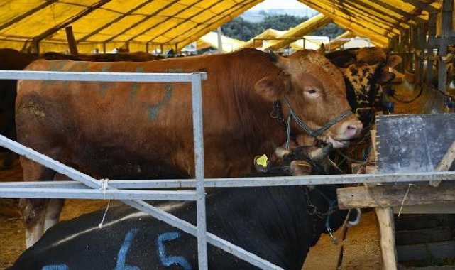 Bahçelievler'deki kurban pazarına yaklaşık 6 bin kurbanlık getirildi