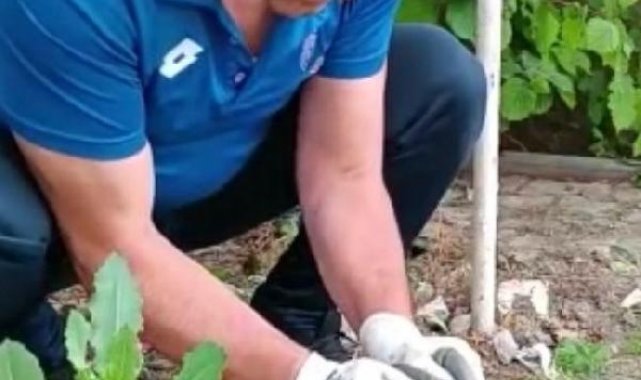 Başı konserve kutusuna sıkışan kedi kurtarıldı