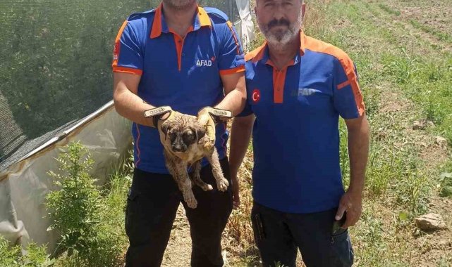 Batman'da su kuyusuna düşen yavru köpek kurtarıldı