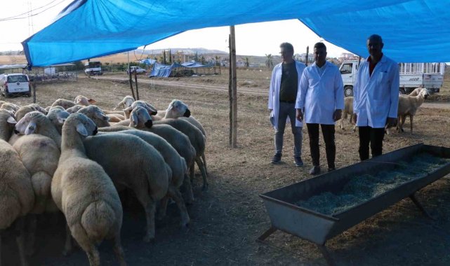 Bayram öncesi Adana'ya 30 bin hayvan getirildi