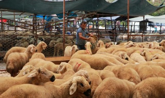 Besicilere Kurban Bayramı öncesi 'karantina' uyarısı