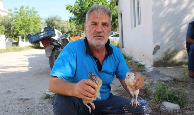 Bıldırcın üreticileri kendilerine kolaylık sağlanmasını istiyor