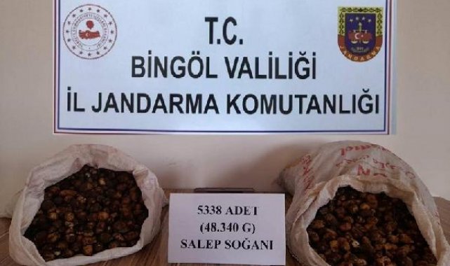 Bingöl'de salep soğanı toplayan 5 kişiye 1 milyon 221 bin lira ceza