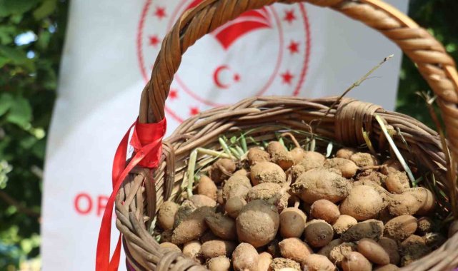 Buca'da salep hasadı yapıldı