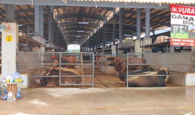 Bursa'da hayvan pazarında şap karantinası