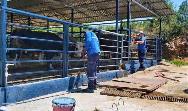 Büyükşehir Mezbahaları ile Kurban Bayramı'na hazır