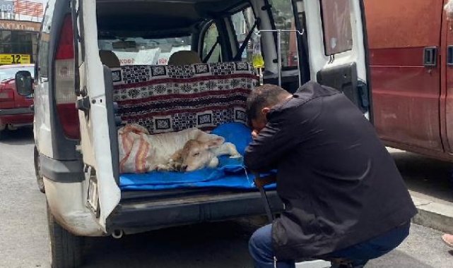 Buzağıya veterinere getirildiği aracın bagajında serum bağlandı