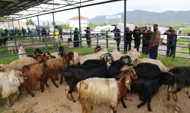 Canlı hayvan pazarı hareketlenmeye başladı