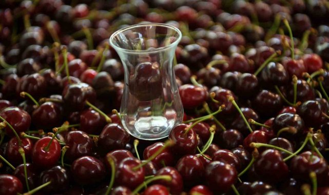 Çay bardağına sığmayan Lapseki kirazının hasadına başlandı