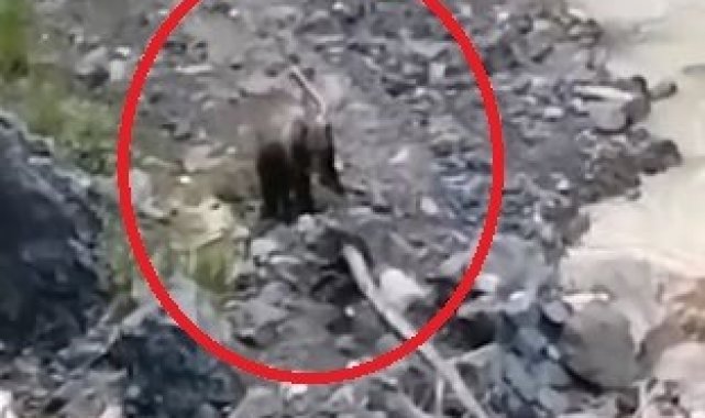 Çaya inen ayılar vatandaşlar tarafından görüntülendi