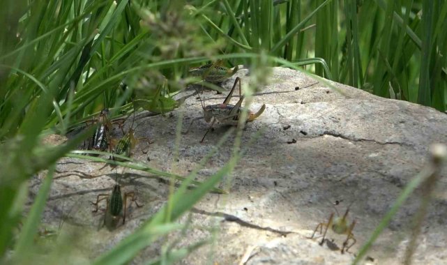 Çekirgelerin istila ettiği köyde vatandaşların mağduriyeti sürüyor