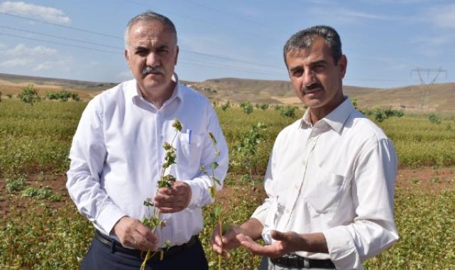 Çölyak hastası oğlu ve yeğeni için glutensiz karabuğday ekimine başladı
