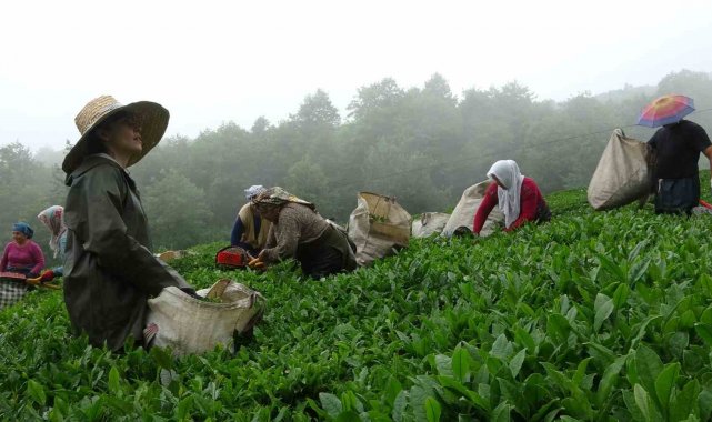 Dünyanın en kaliteli fındığının üretildiği Giresun'da kemençe eşliğinde çay hasat şenliği yapıldı