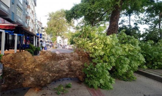Düzce'de asırlık tescilli çınar, yola devrildi