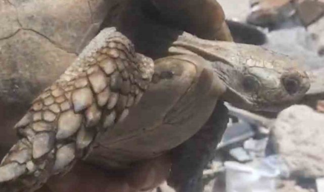 Enkazda olan kaplumbağa kurtarıldı