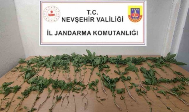 Evinde Hint Keneviri Yetiştiren şahıs gözaltına alındı