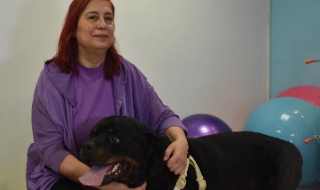 Felçli köpek Ateş'ten tedavi sonrası mucize adımlar