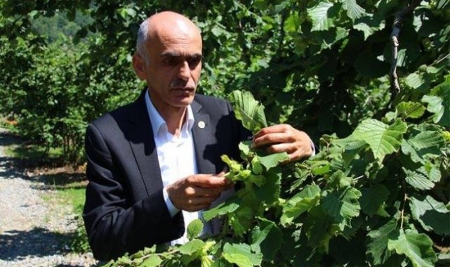 Fındıkta rekolte polemiği