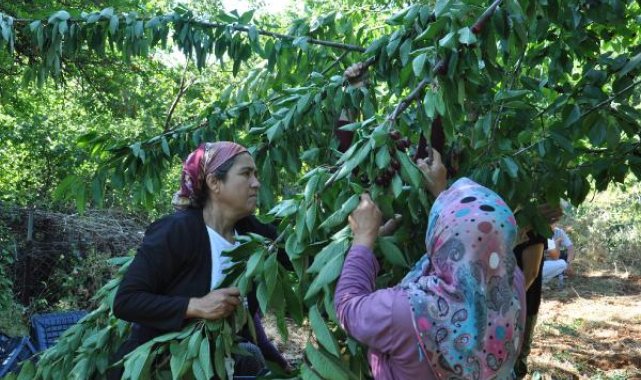 Gaziantep'te hasadı başlayan kirazın fiyatı bahçede 10, markette 30 lira- Yeniden