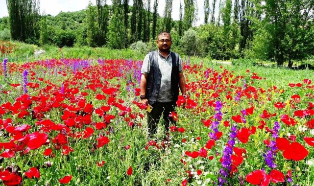Hisarcık'ta açan gelincikler tarlaları kırmızıya boyadı
