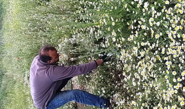 Hisarcık'ta papatya köylülerin geçim kaynağı haline geldi
