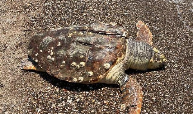 Hız teknesinin çarptığı caretta caretta öldü