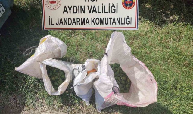 İğlek hırsızlarını jandarma yakaladı