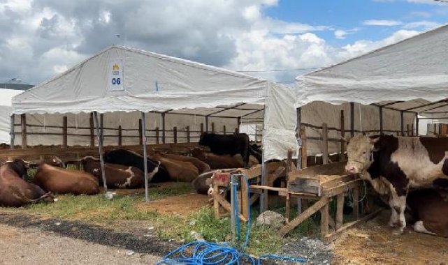 İlk kurbanlıklar Sultanbeyli'ye giriş yaptı