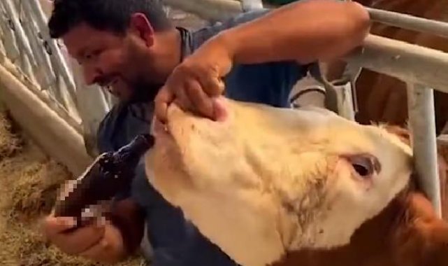 İneğe içki şişesinde sıvı içiren çiftlik çalışanı arandığı belirlenince gözaltına alındı
