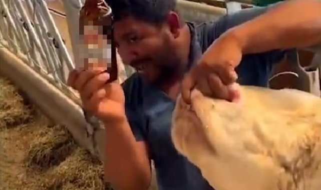 İneğe içki verdiği öne sürülen çiftlik çalışanı tepki çekti; 'Yanlış anlaşıldık' dedi