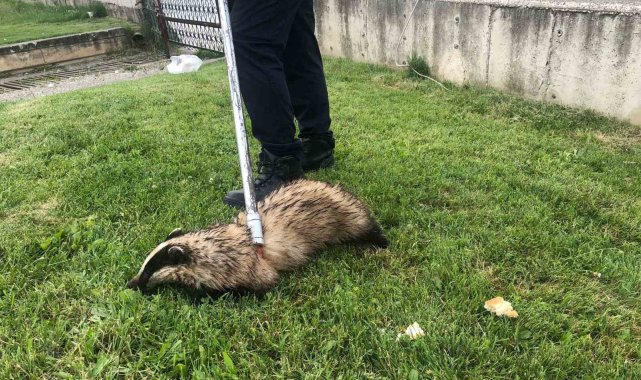 Irmakta mahsur kalan porsuğu itfaiye ekipleri kurtardı