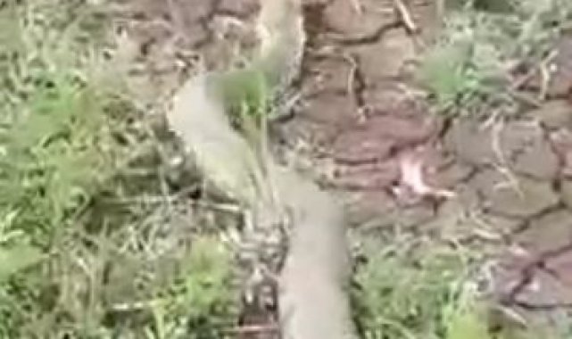 Isırığı bir insanı öldürmeye yeten koca engerek yılanı görüntülendi