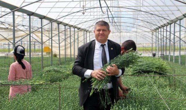 Isparta'da kesme çiçekten 15 milyon dolar ihracat hedefi