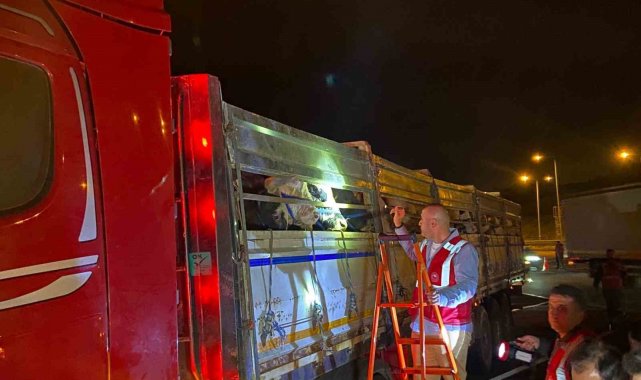İstanbul'a kurbanlık hayvan girişleri başladı