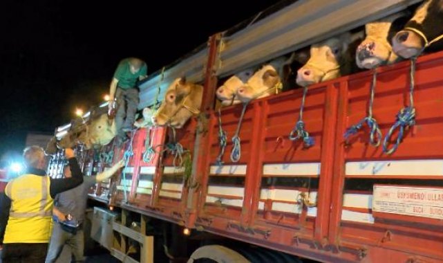 İstanbul'a kurbanlık hayvan girişleri başladı