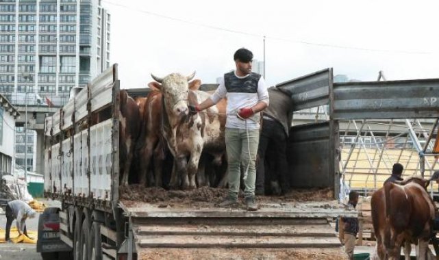 İstanbul'a kurbanlıklar geldi, pazarlarda hareketlilik başladı