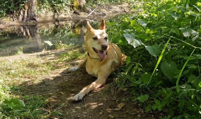 İsviçreli diplomat, köpeğine 10 ay sonra kavuştu