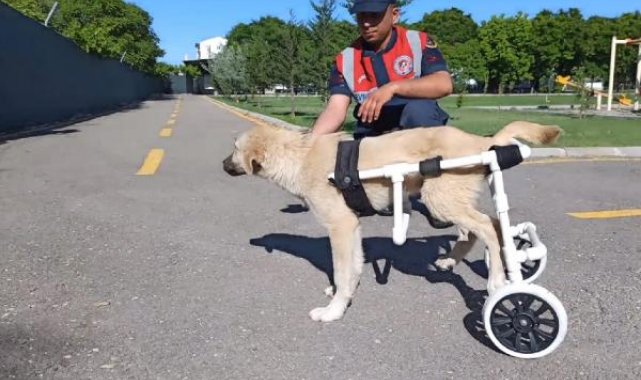 Jandarma, felçli köpeğe yürüteç yaptı