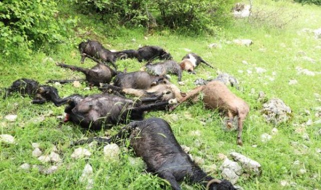 Kahramanmaraş'ta üzerlerine yıldırım düşen 13 keçi öldü