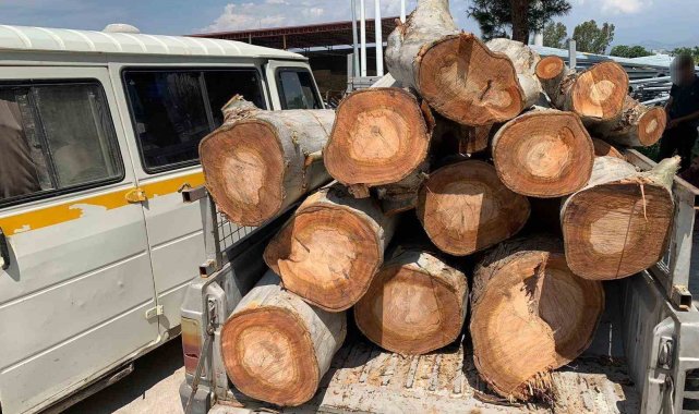 Kamu kurumuna ait 10 ton odunu çalarken yakalandılar