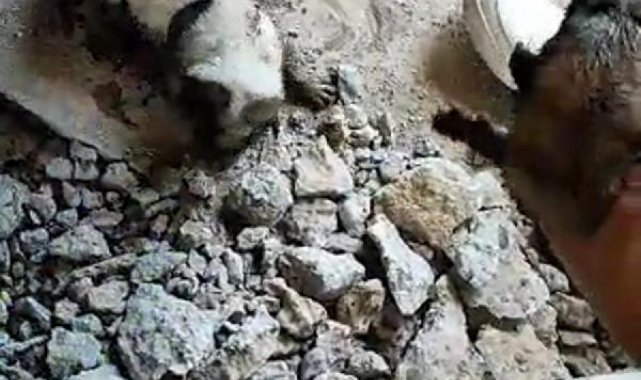 Kanalizasyon borusuna atılan yavru köpekler, ses dinlemesiyle kurtarıldı