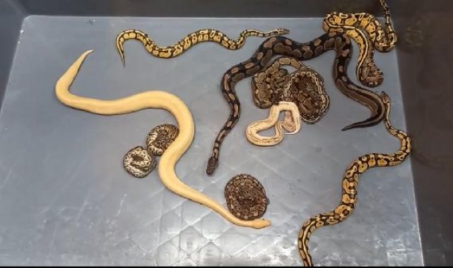 Kapıkule'de 28 piton yılanı ele geçirildi